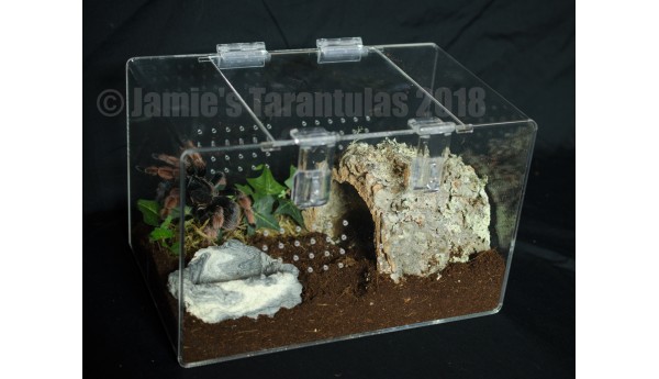 7 x 7 x 11" Adult Tarantula Cage - Complete Terrestrial Kit